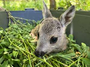 Obrázek z Facebooku